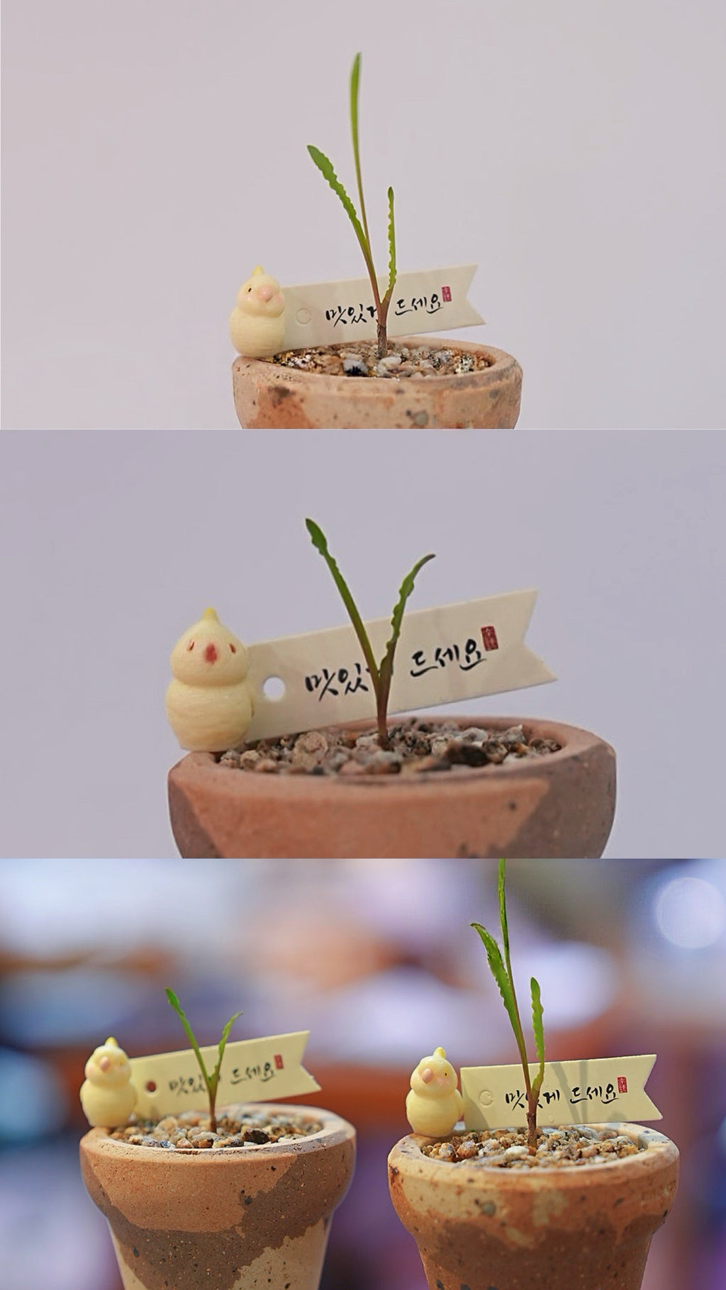 和尚的波葉彈簧草