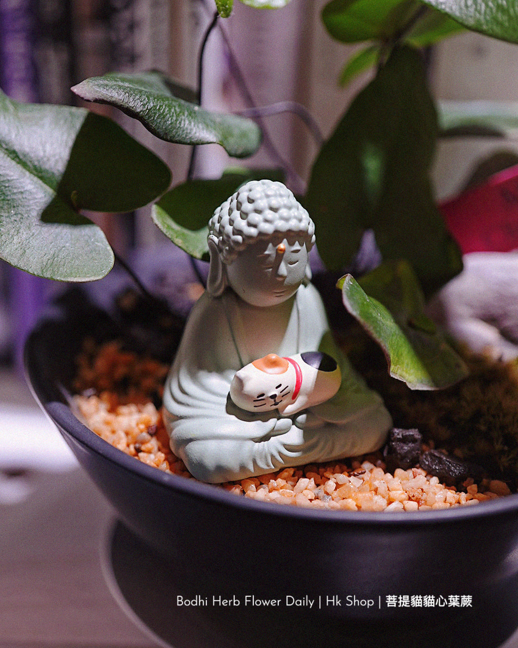 【蕨系】菩提貓貓心型蕨 ( 預訂)