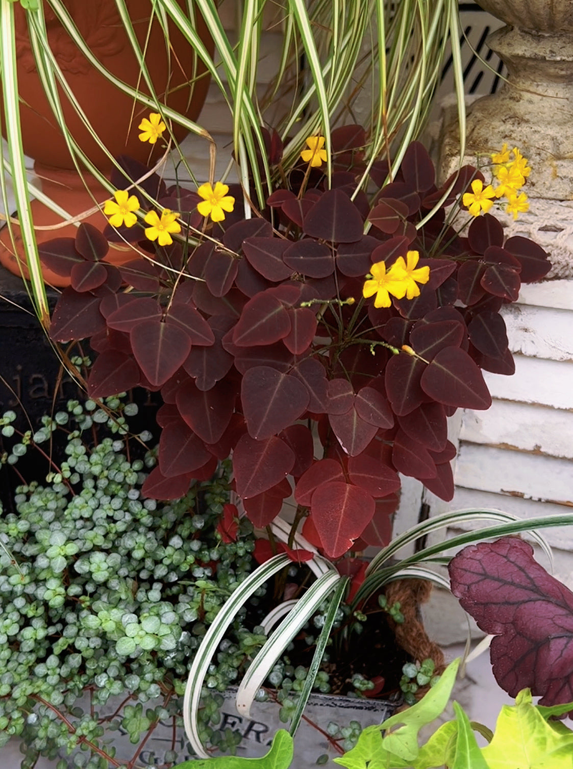 Oxalis Hedysaroides