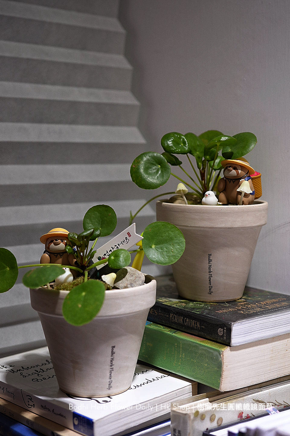 樹懶🦥先生圓轆轆的鏡面草