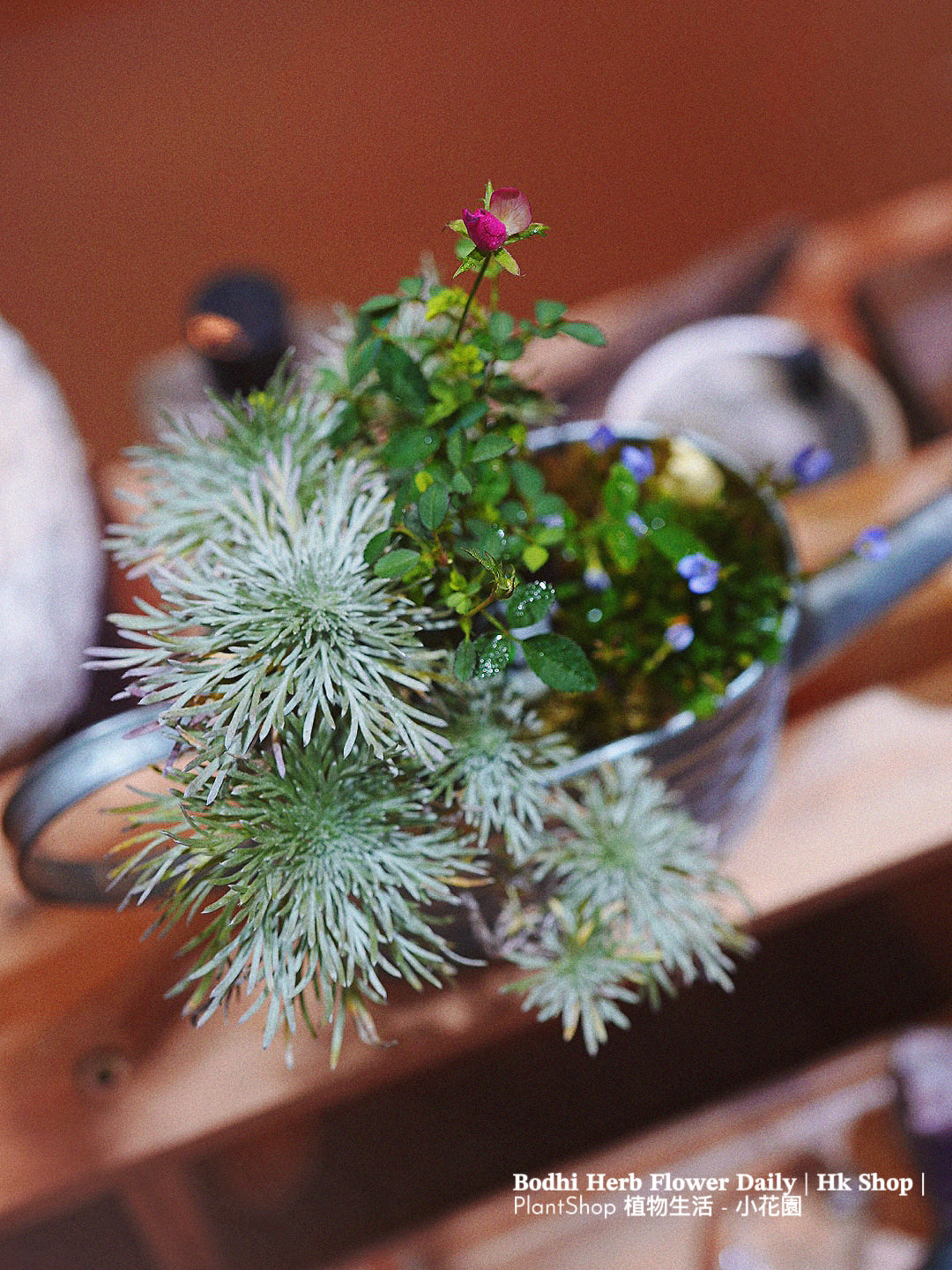 【日本品種】雛草 （預訂）