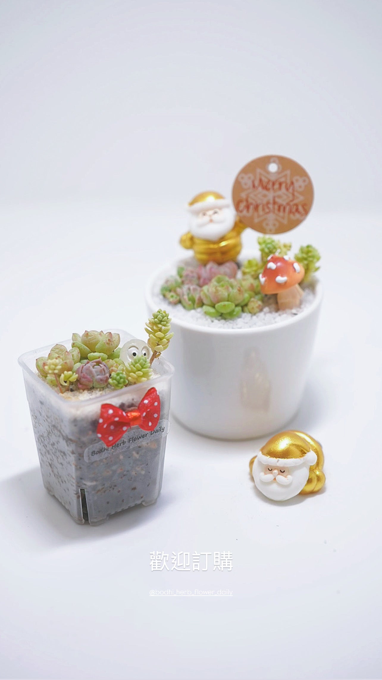 【2024 Xmas Plants】閃閃金米之蓮聖誕老人小盆栽