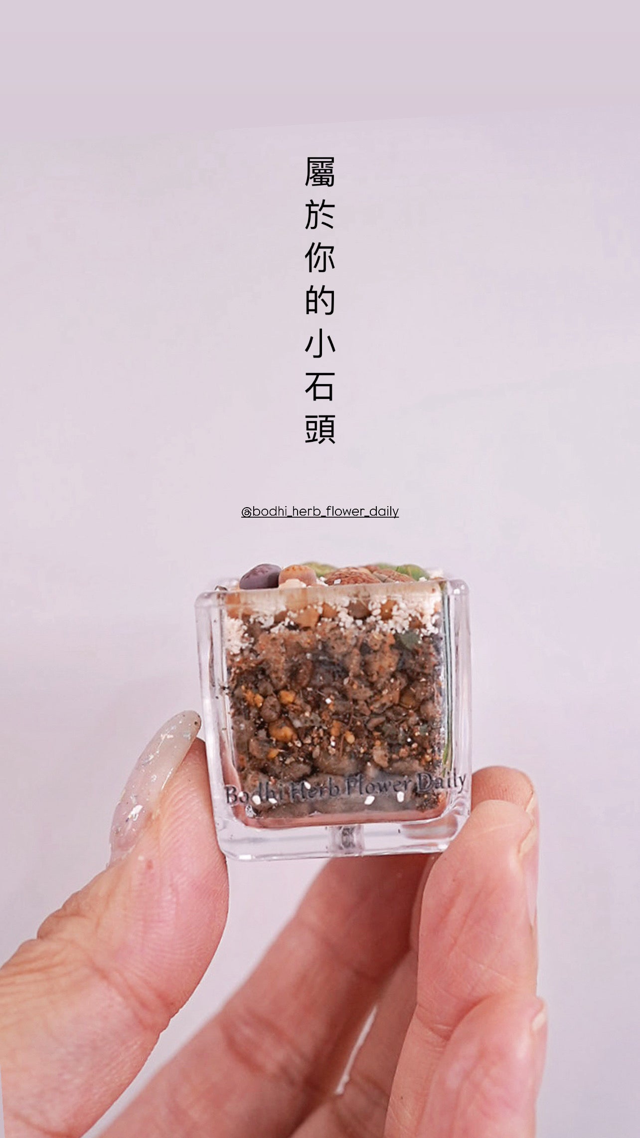 【生石花】盜屁迷城：找出石頭糖屁屁迷你拼盆