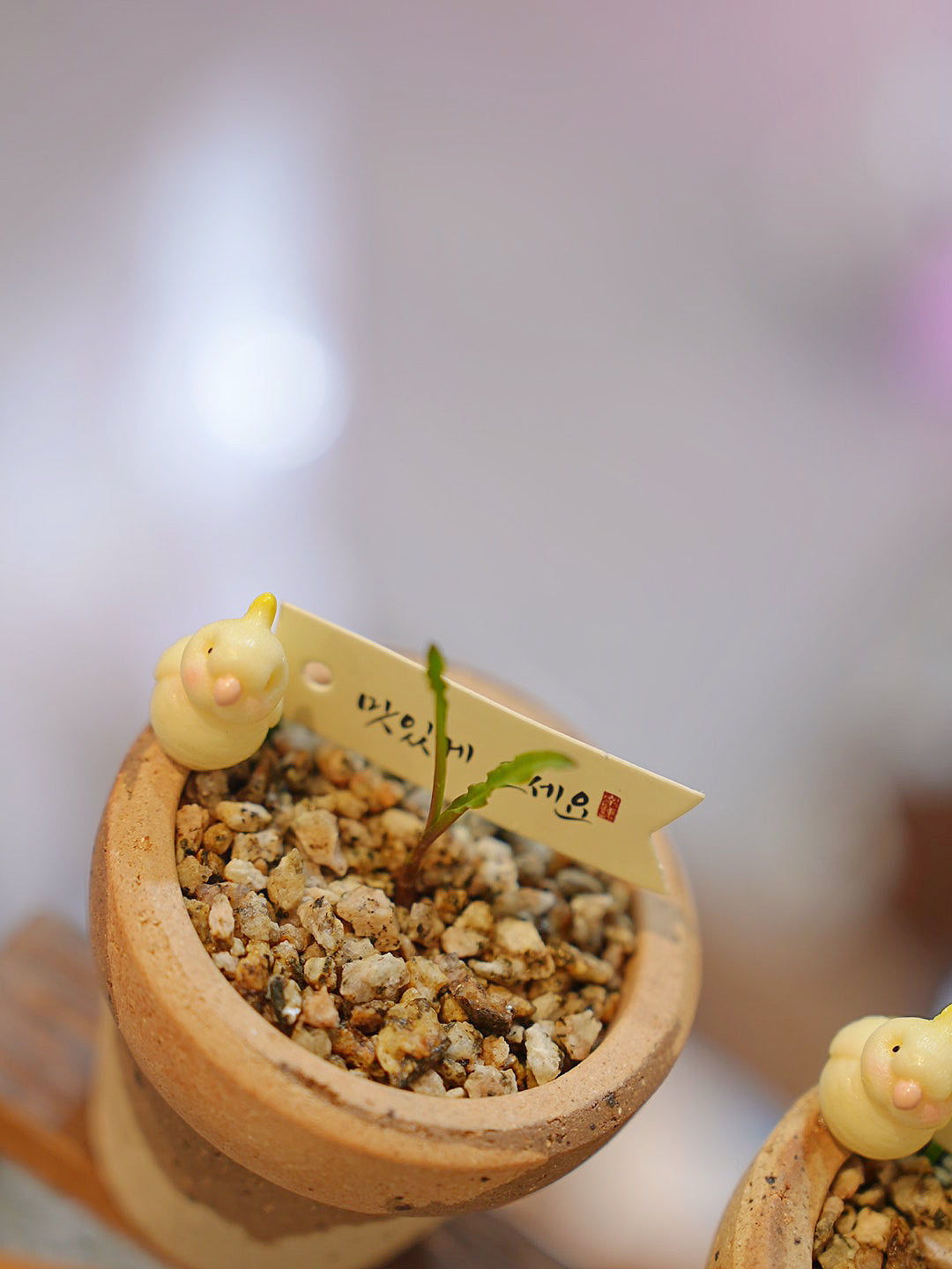 和尚的波葉彈簧草