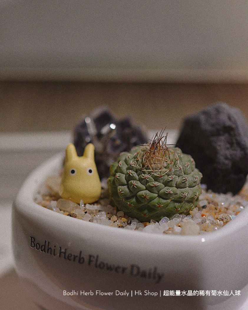 【仙人掌】超能量水晶的稀有菊花仙人球