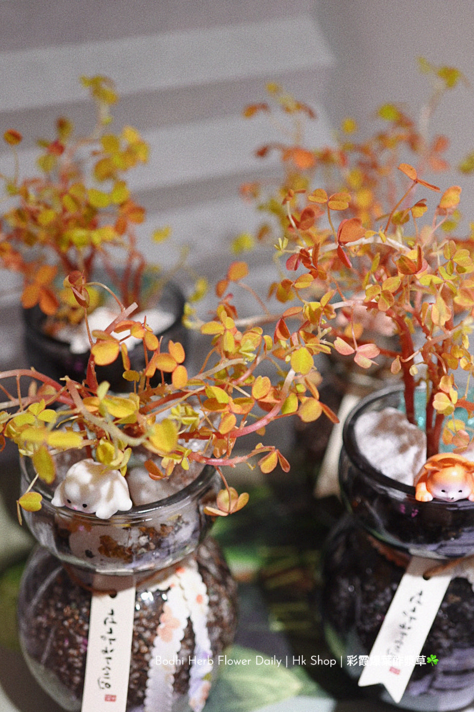 【酢醬草】彩霞爆葉酢醬草