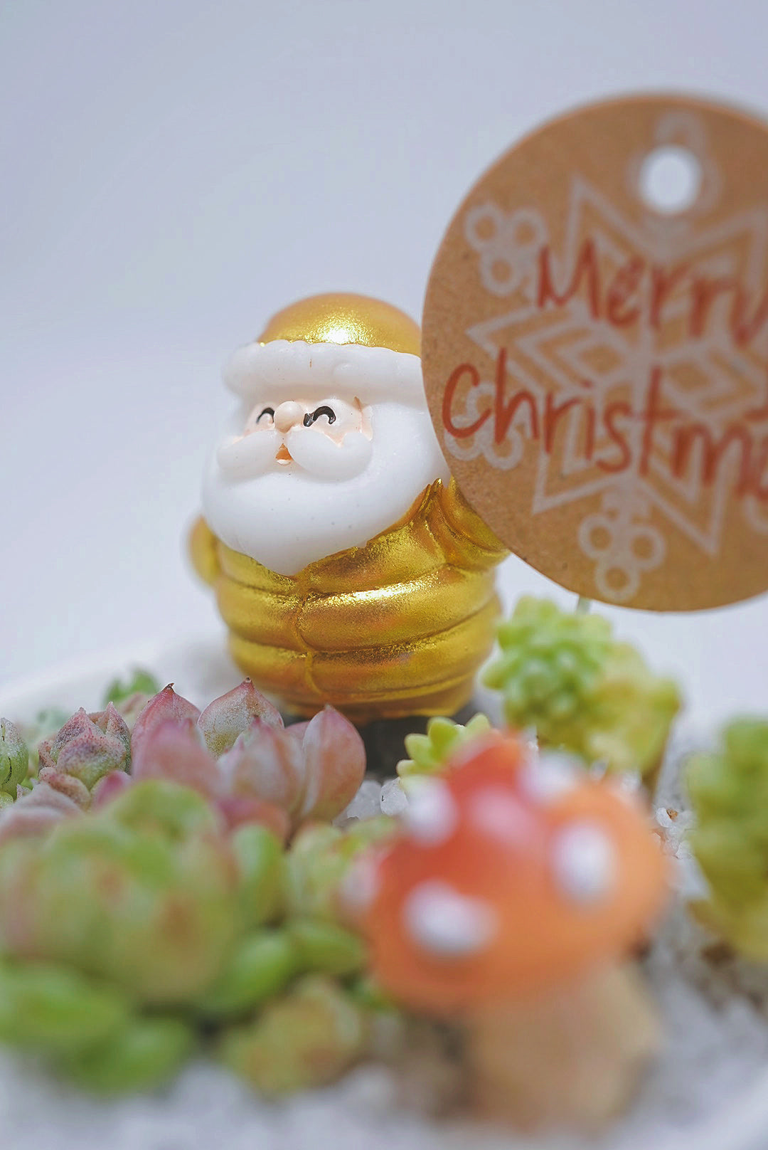 【2024 Xmas Plants】閃閃金米之蓮聖誕老人小盆栽