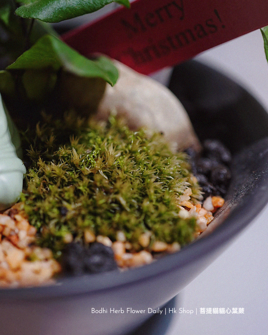 【蕨系】菩提貓貓心型蕨 ( 預訂)