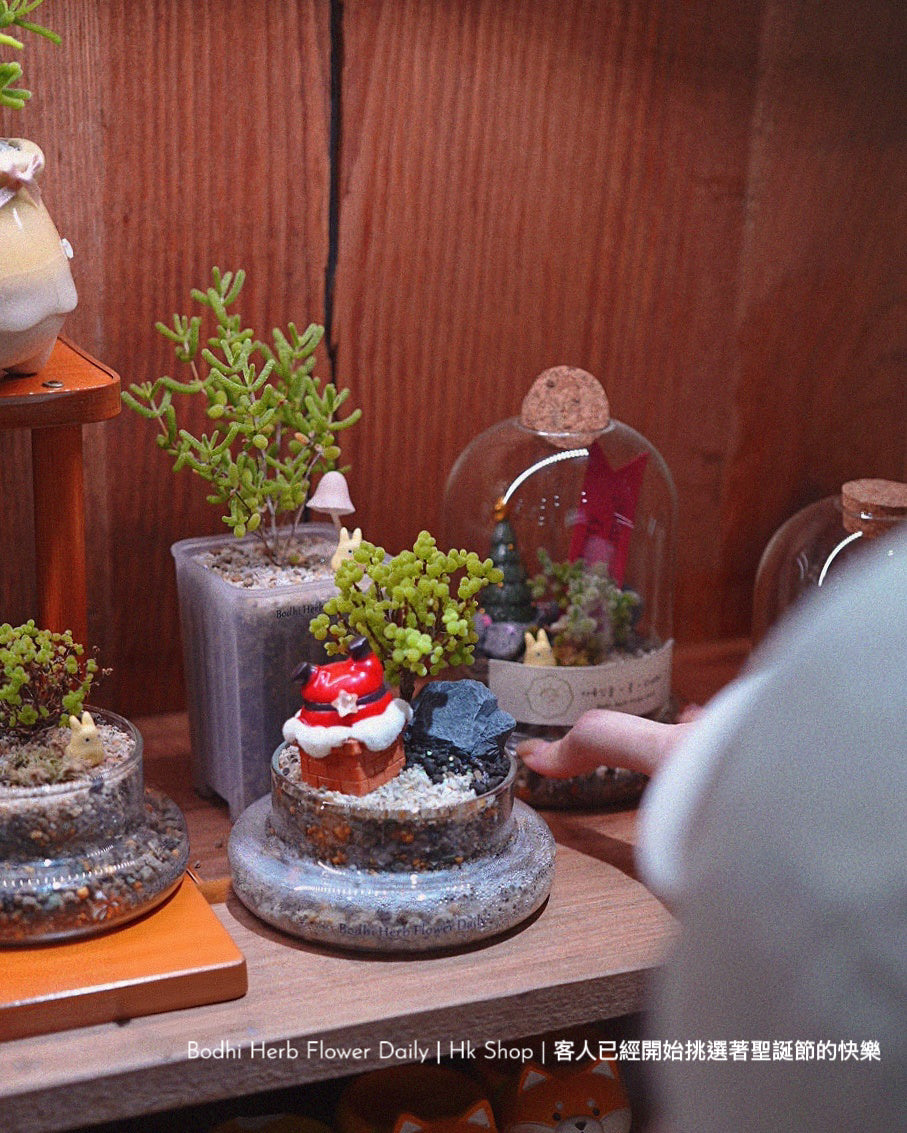 【聖誕禮物】聖誕小樹幸福魔法小盆栽