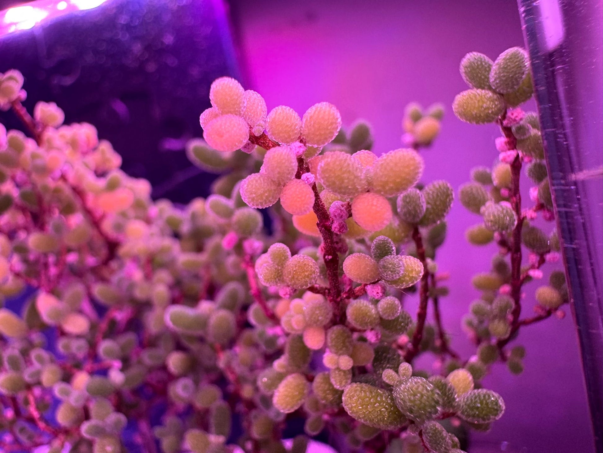 B.H.多肉植物專用燈