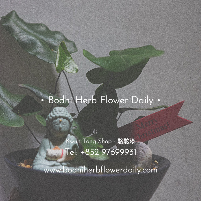 【蕨系】菩提貓貓心型蕨 ( 預訂)