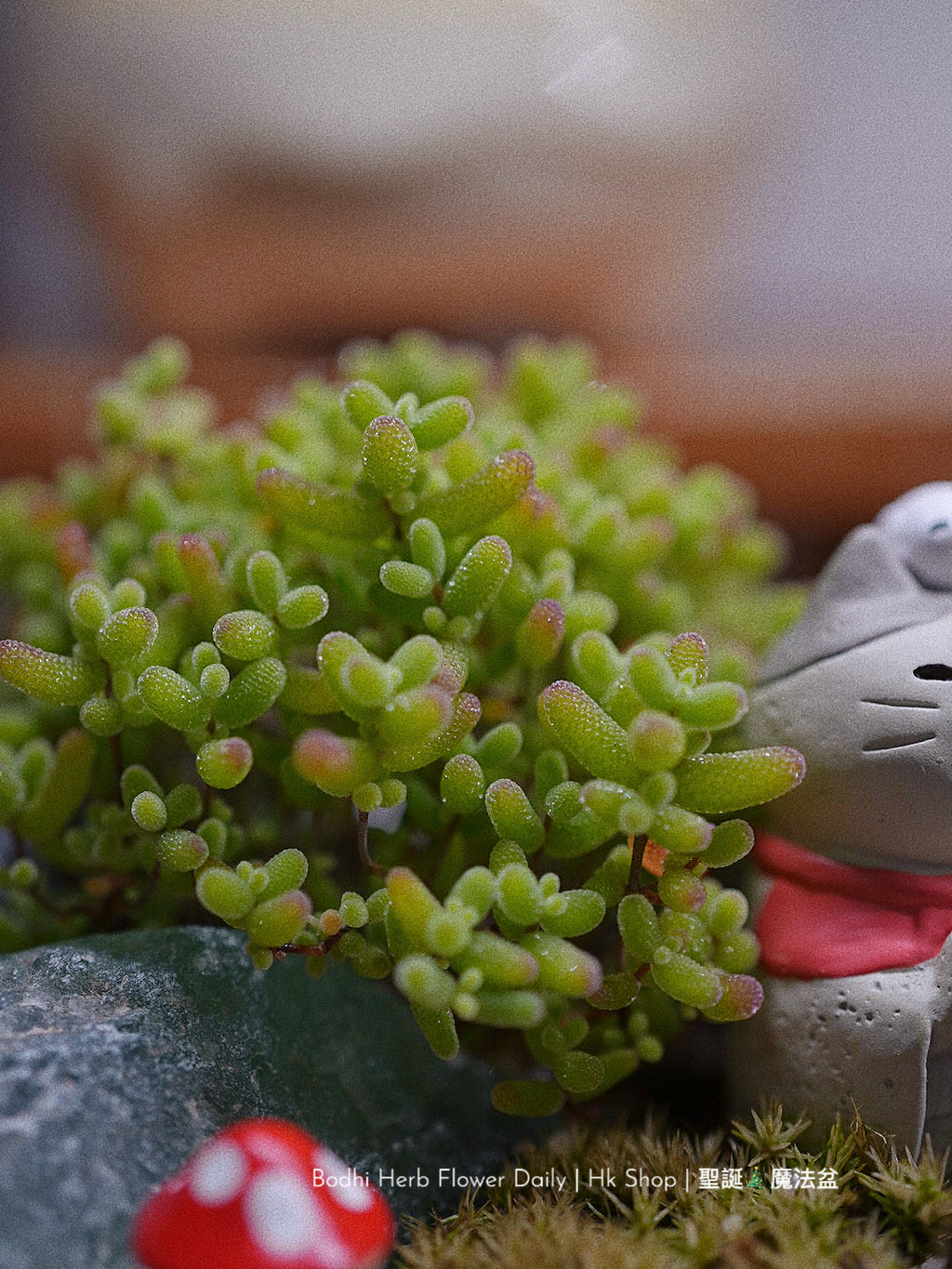 【聖誕禮物】聖誕幸福魔法小樹盆栽