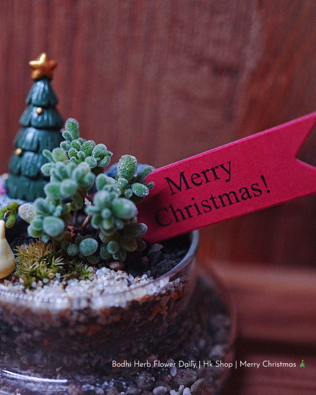 【聖誕禮物】聖誕小樹幸福魔法小盆栽