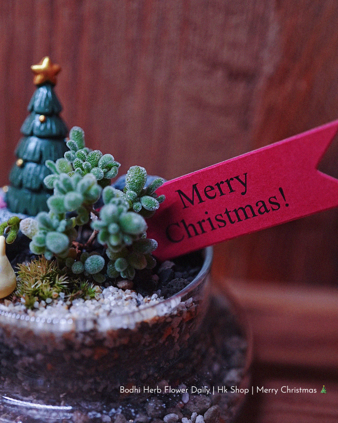 【聖誕禮物】聖誕小樹幸福魔法小盆栽
