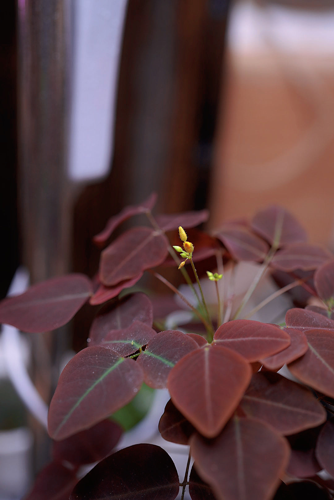 Oxalis Hedysaroides