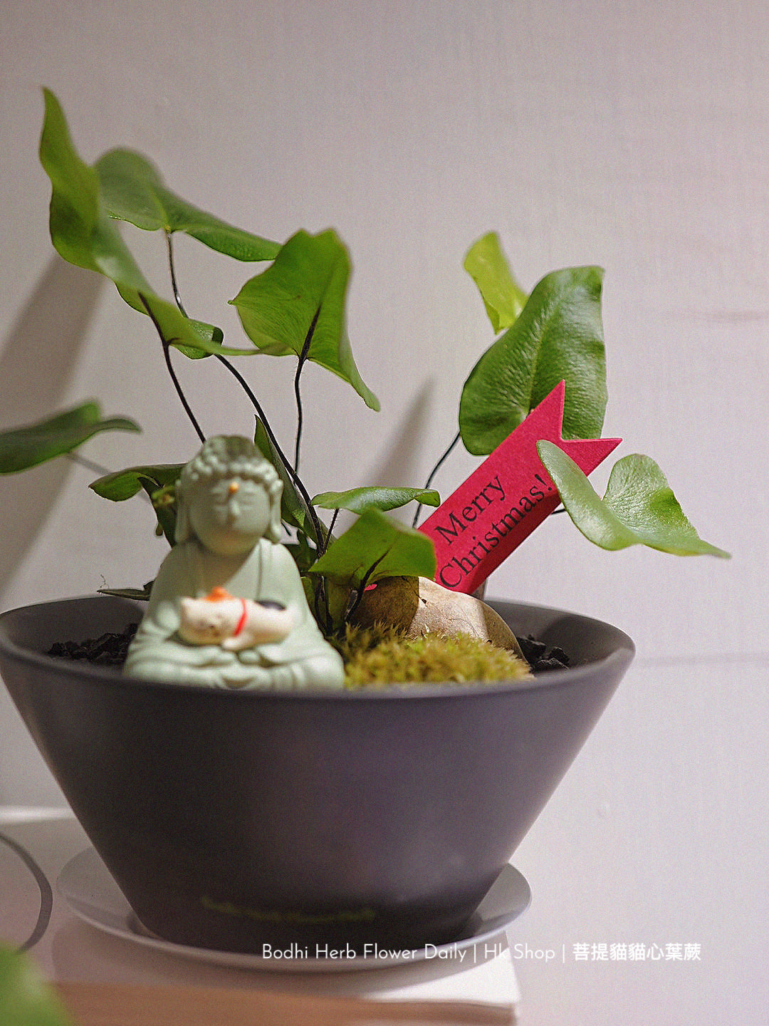 【蕨系】菩提貓貓心型蕨 ( 預訂)