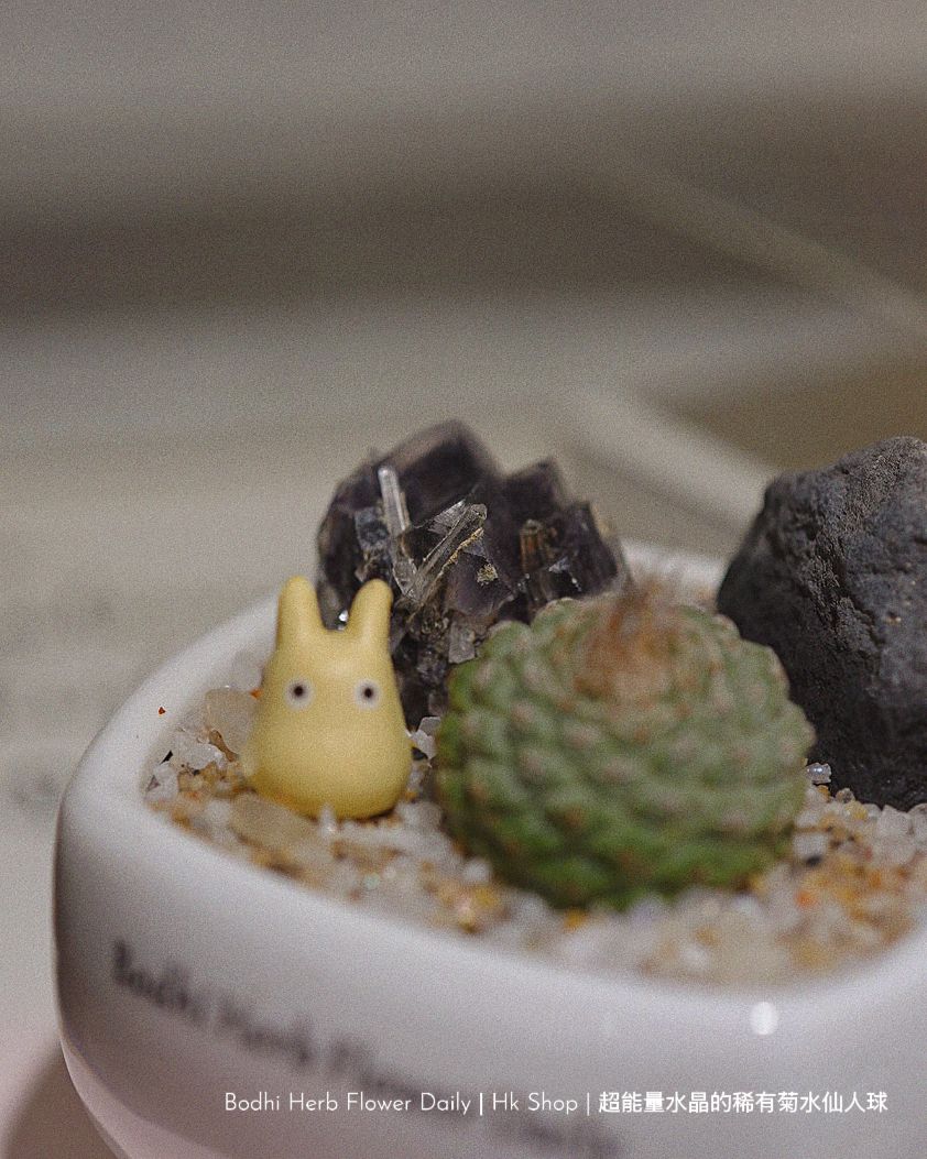 【仙人掌】超能量水晶的稀有菊花仙人球