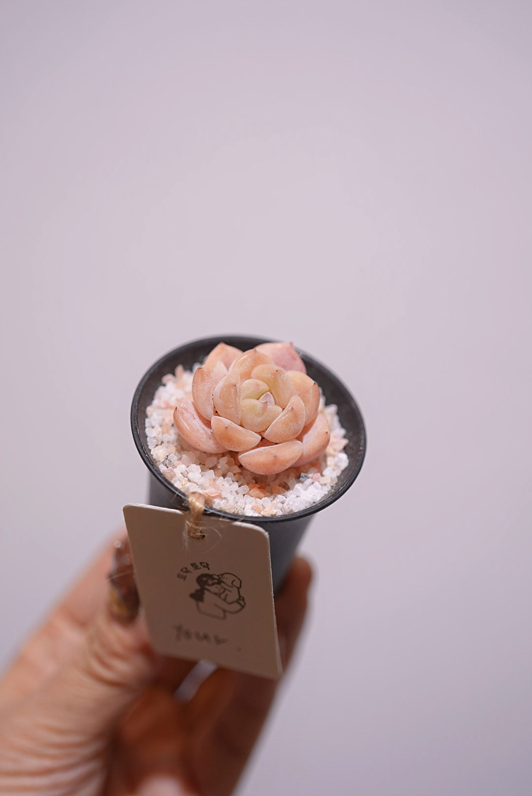 【Your.】Little Pink多肉盆栽  20/5/2025 上架