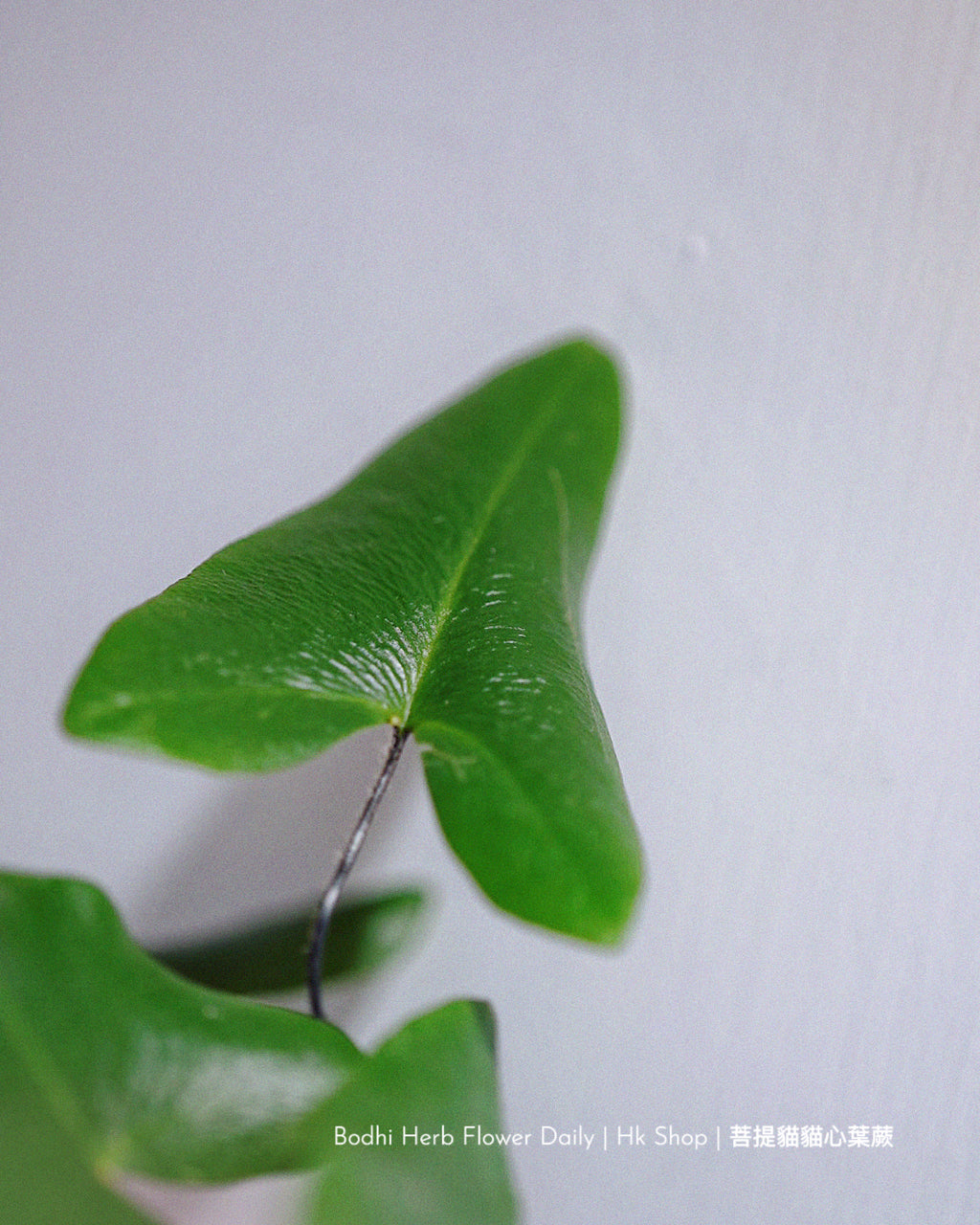 【蕨系】菩提貓貓心型蕨 ( 預訂)