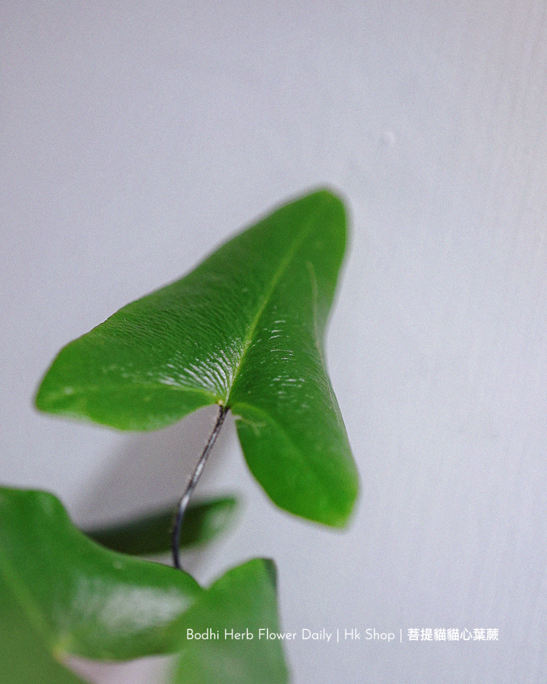 【蕨系】菩提貓貓心型蕨 ( 預訂)