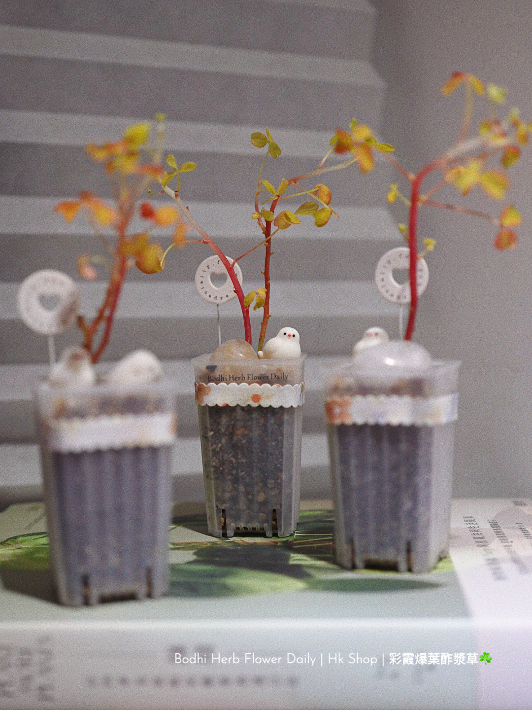 【酢醬草】彩霞爆葉酢醬草