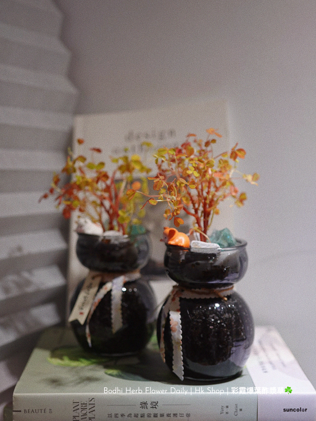 【酢醬草】彩霞爆葉酢醬草