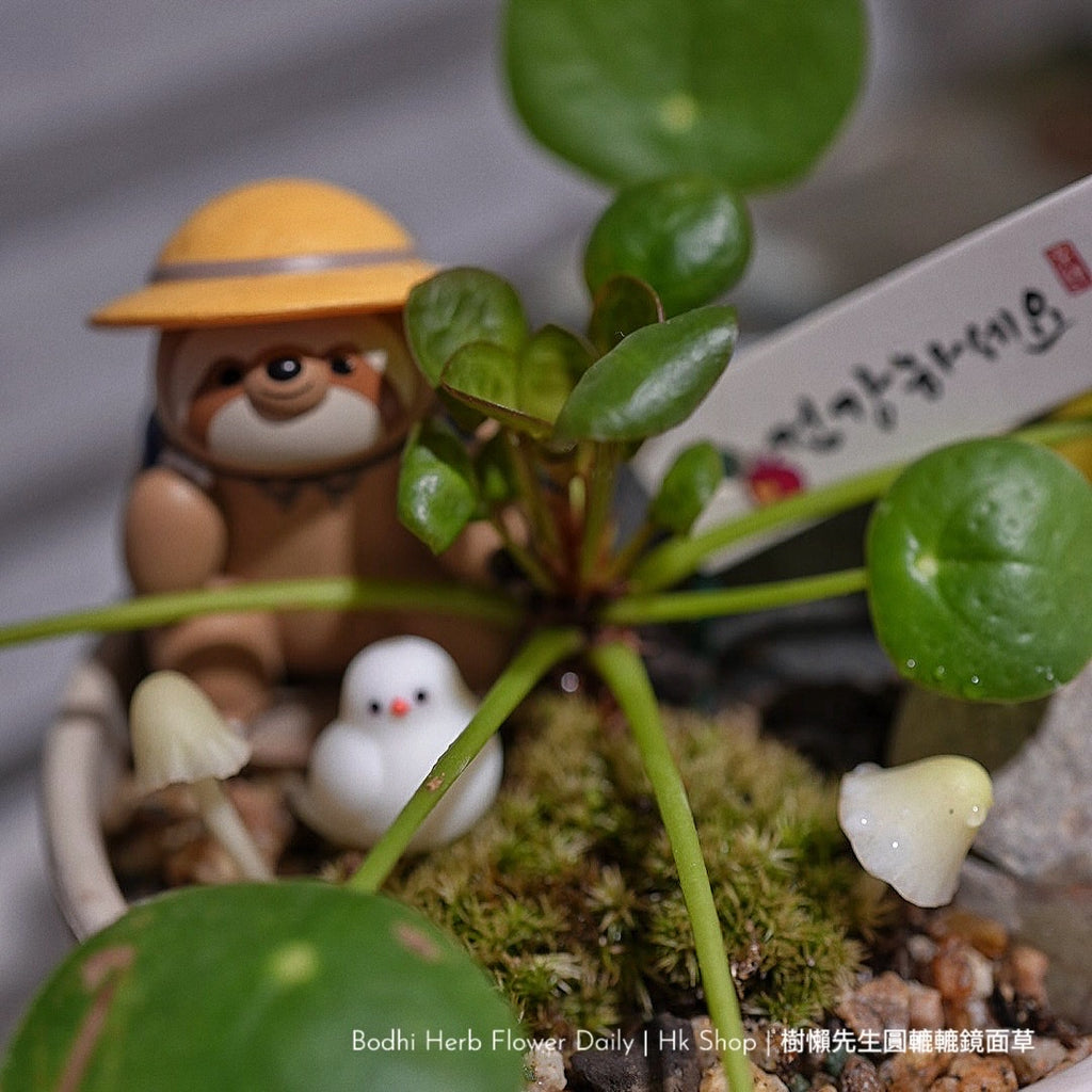 樹懶🦥先生圓轆轆的鏡面草