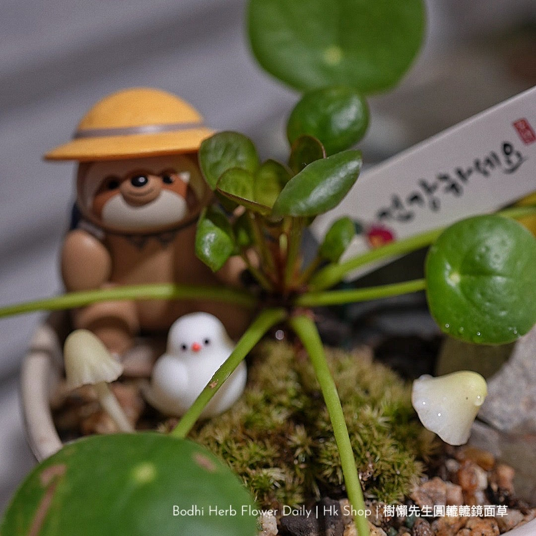 樹懶🦥先生圓轆轆的鏡面草