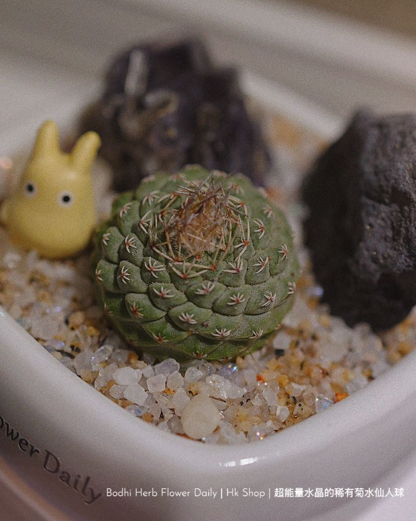 【仙人掌】超能量水晶的稀有菊花仙人球