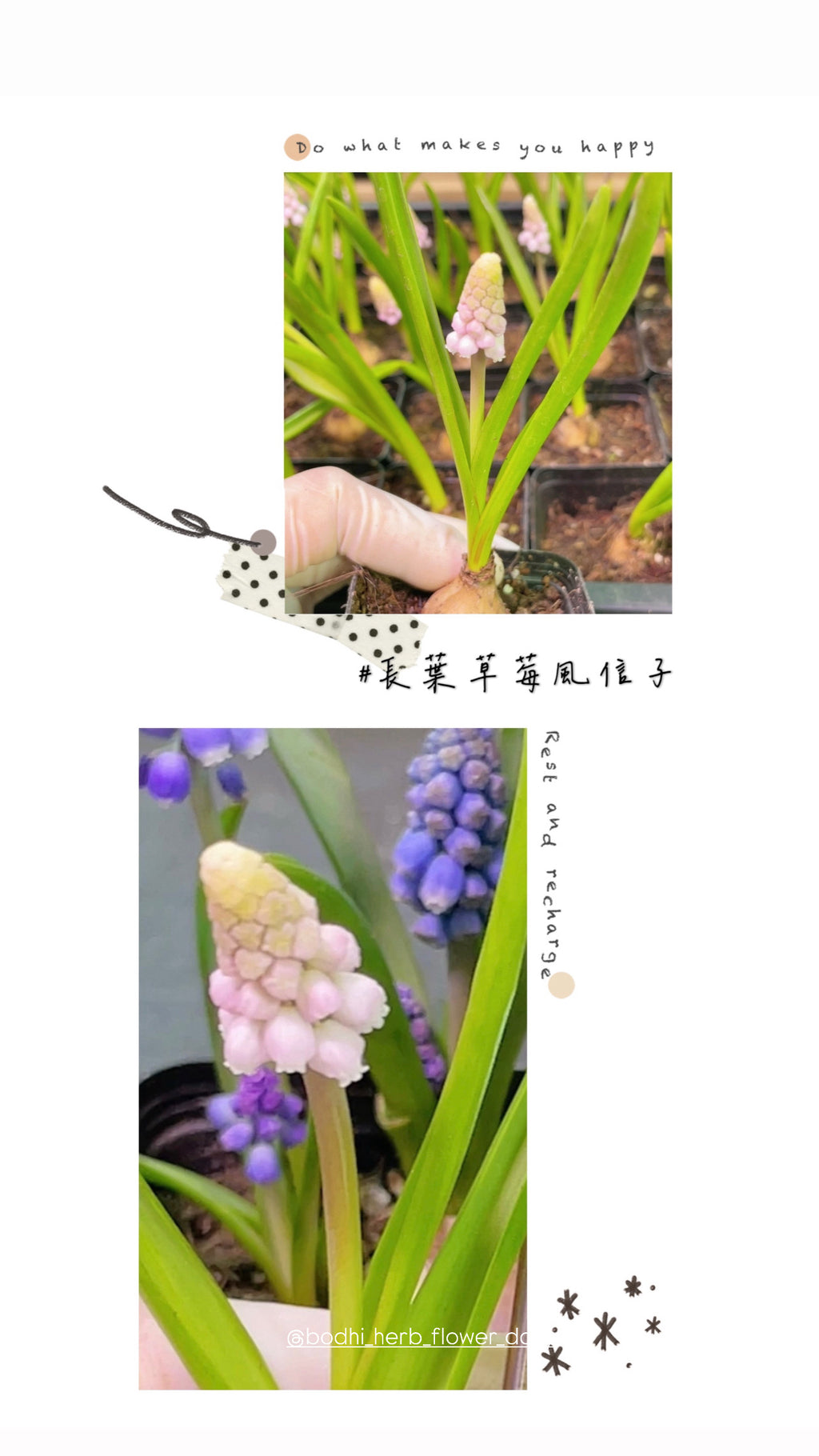 預訂三月中到港長葉風信子 14/3/2025