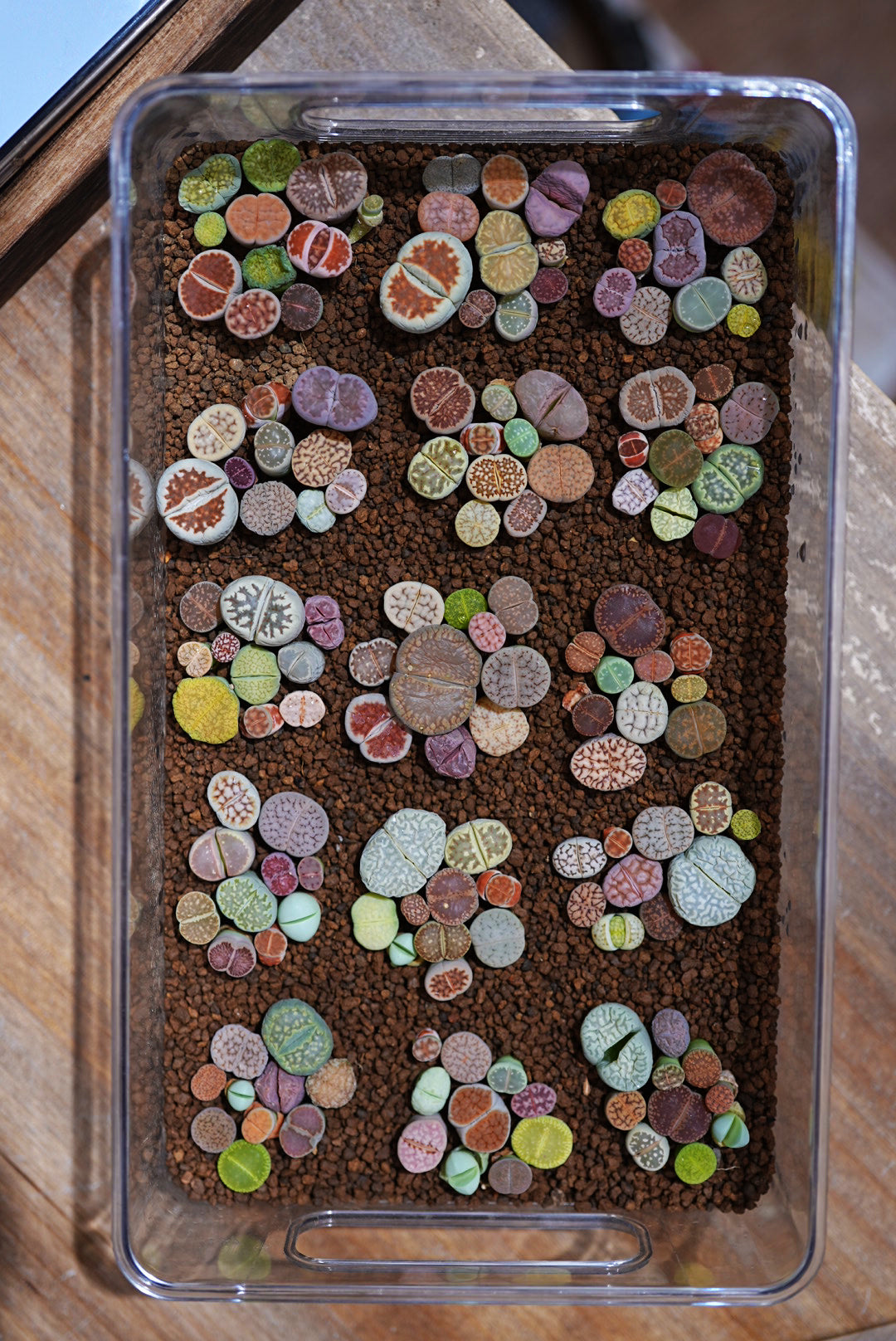 10 Color Lithops Set粒彩屁屁套裝