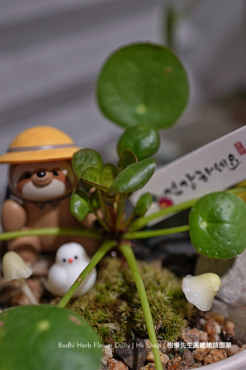 樹懶🦥先生圓轆轆的鏡面草