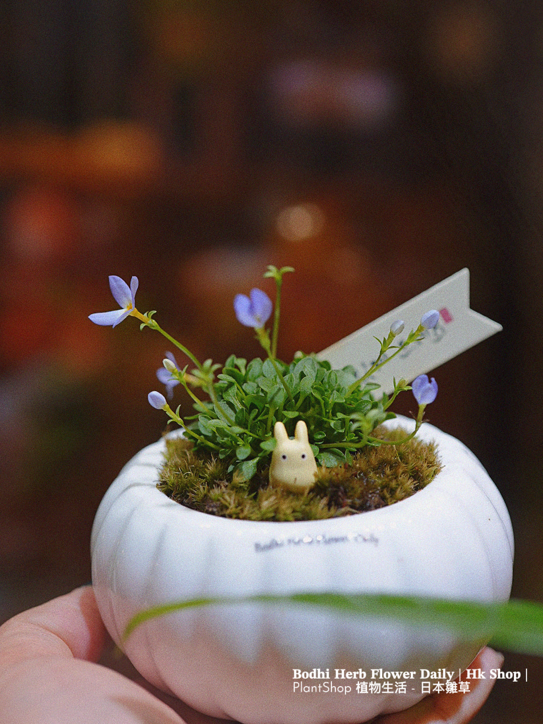 【日本品種】雛草 （預訂）