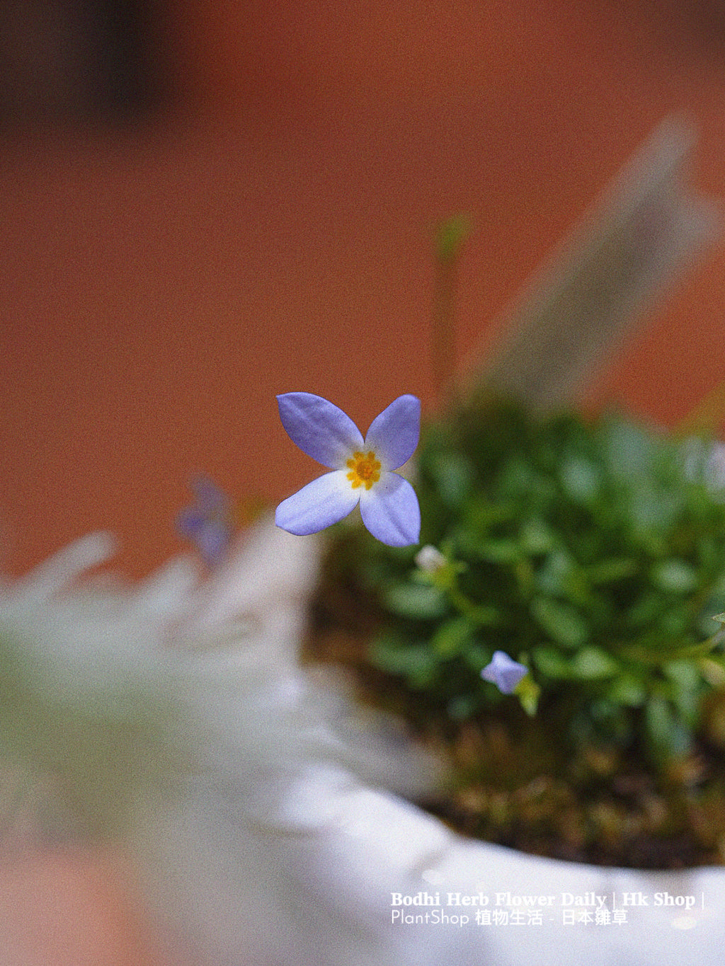 【日本品種】雛草 （預訂）