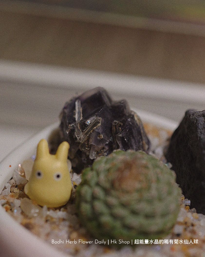 【仙人掌】超能量水晶的稀有菊花仙人球