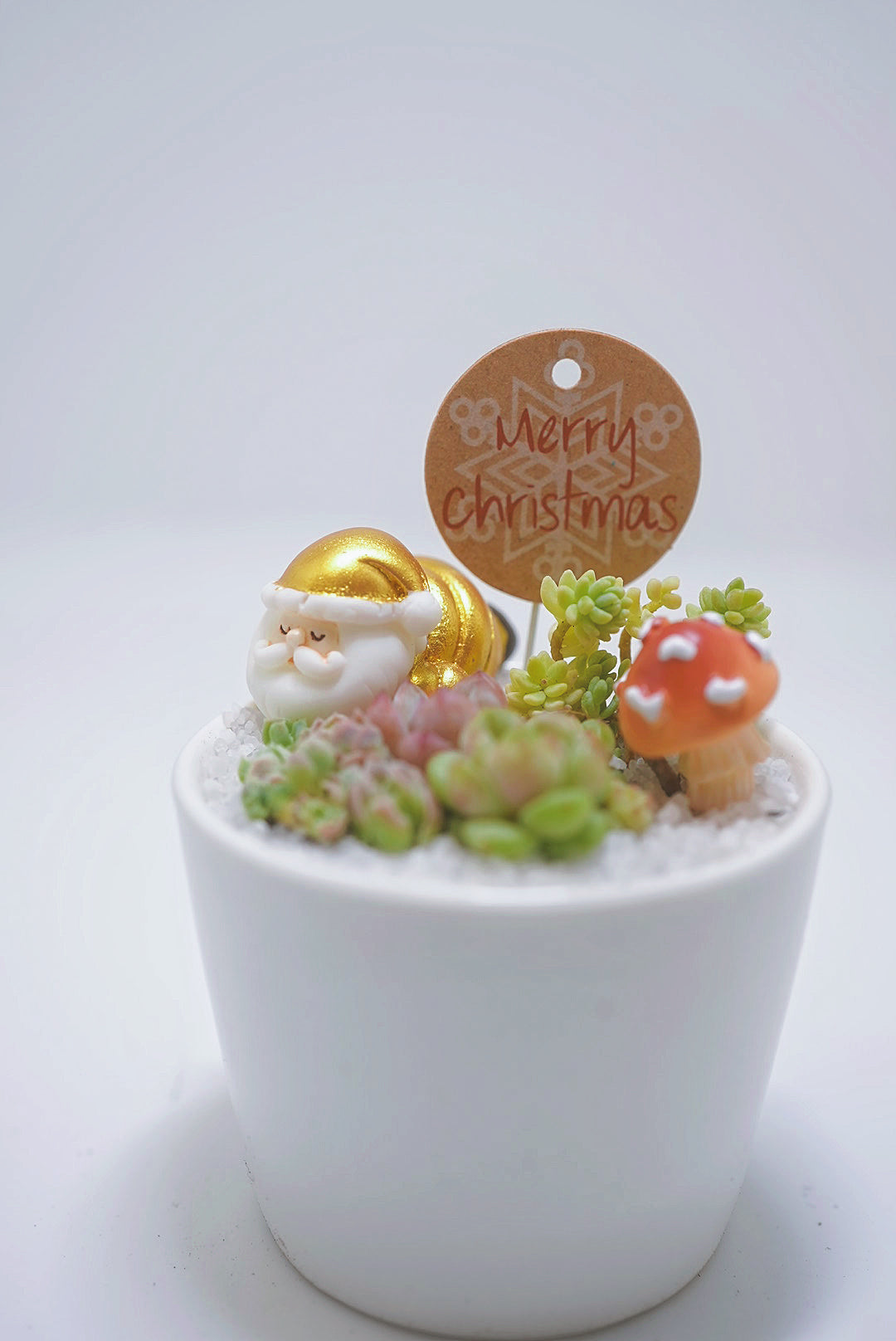 【2024 Xmas Plants】閃閃金米之蓮聖誕老人小盆栽