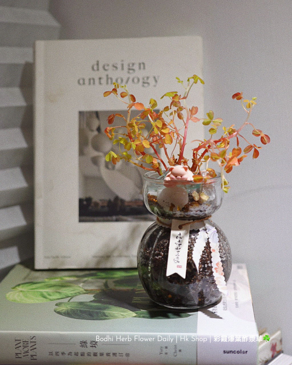 【酢醬草】彩霞爆葉酢醬草