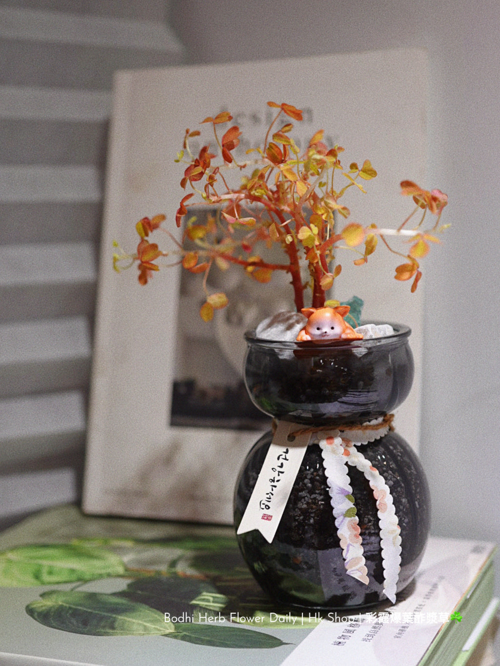 【酢醬草】彩霞爆葉酢醬草