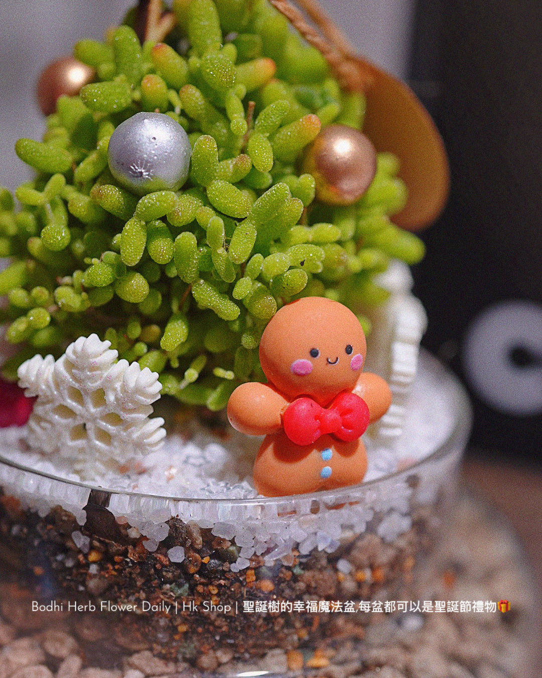 【聖誕禮物】幸福聖誕魔法樹盆栽