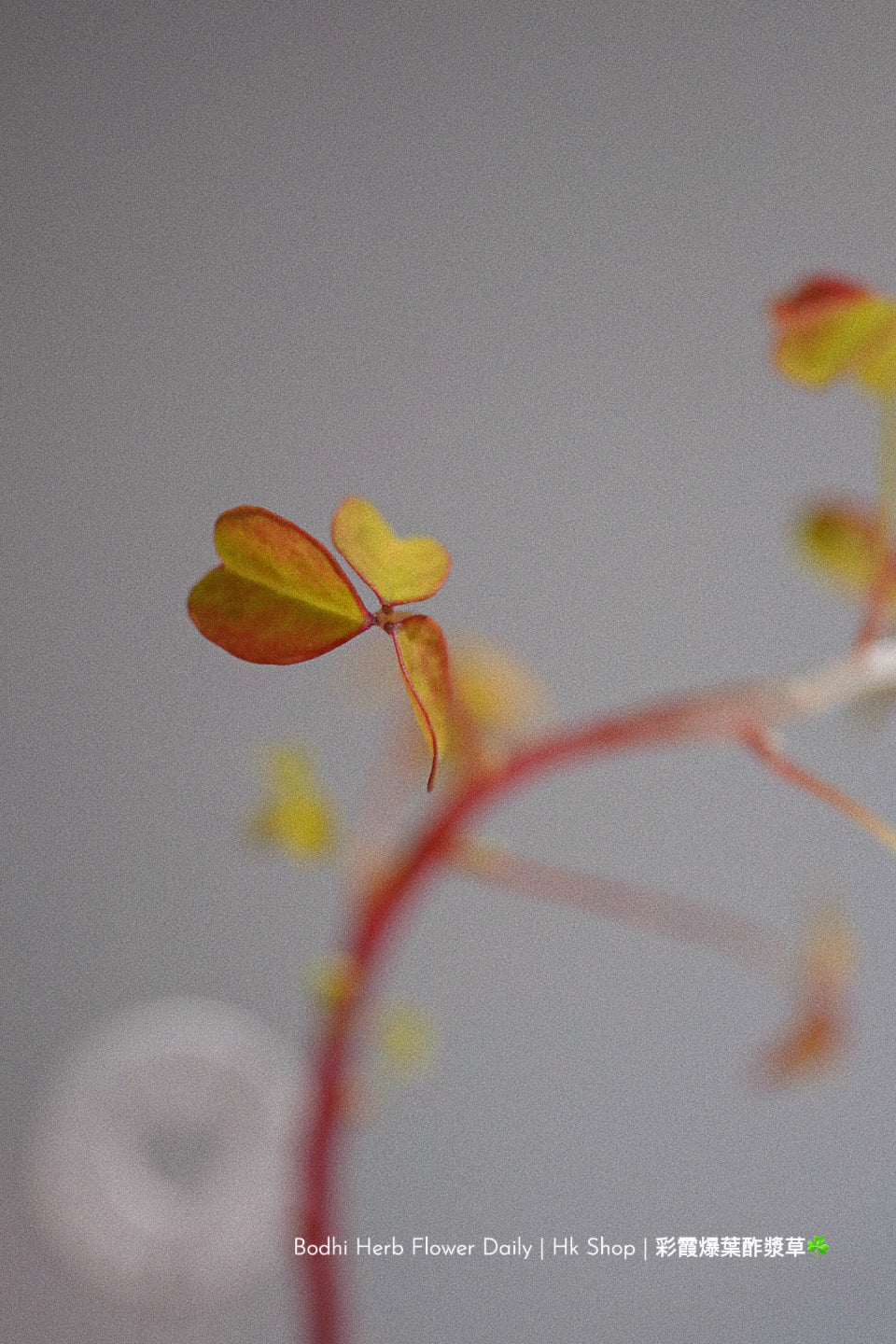 【酢醬草】彩霞爆葉酢醬草