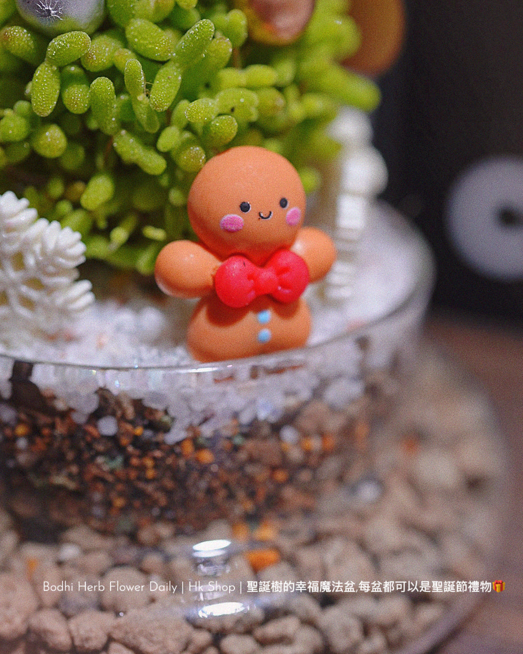 【聖誕禮物】幸福聖誕魔法樹盆栽