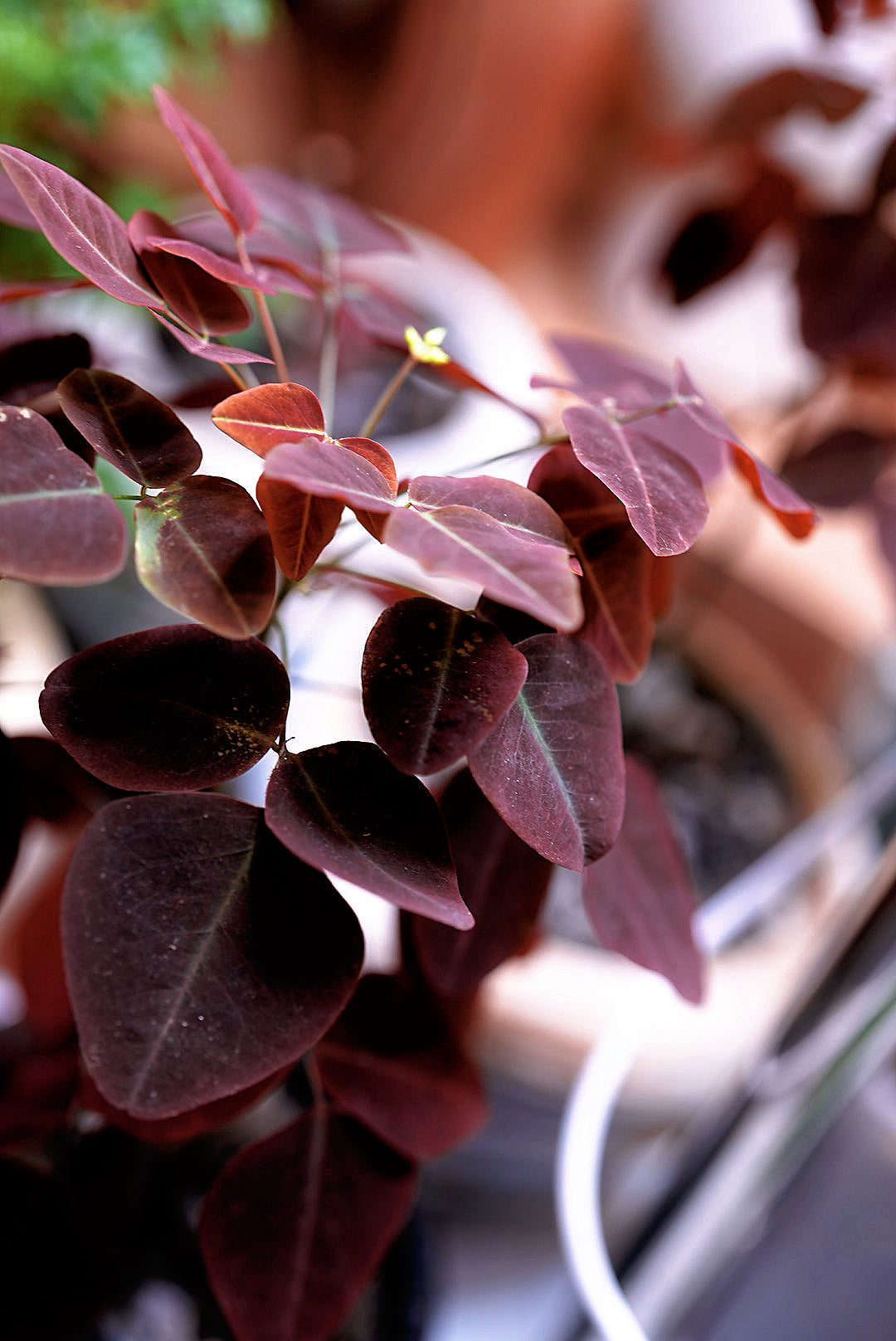 Oxalis Hedysaroides