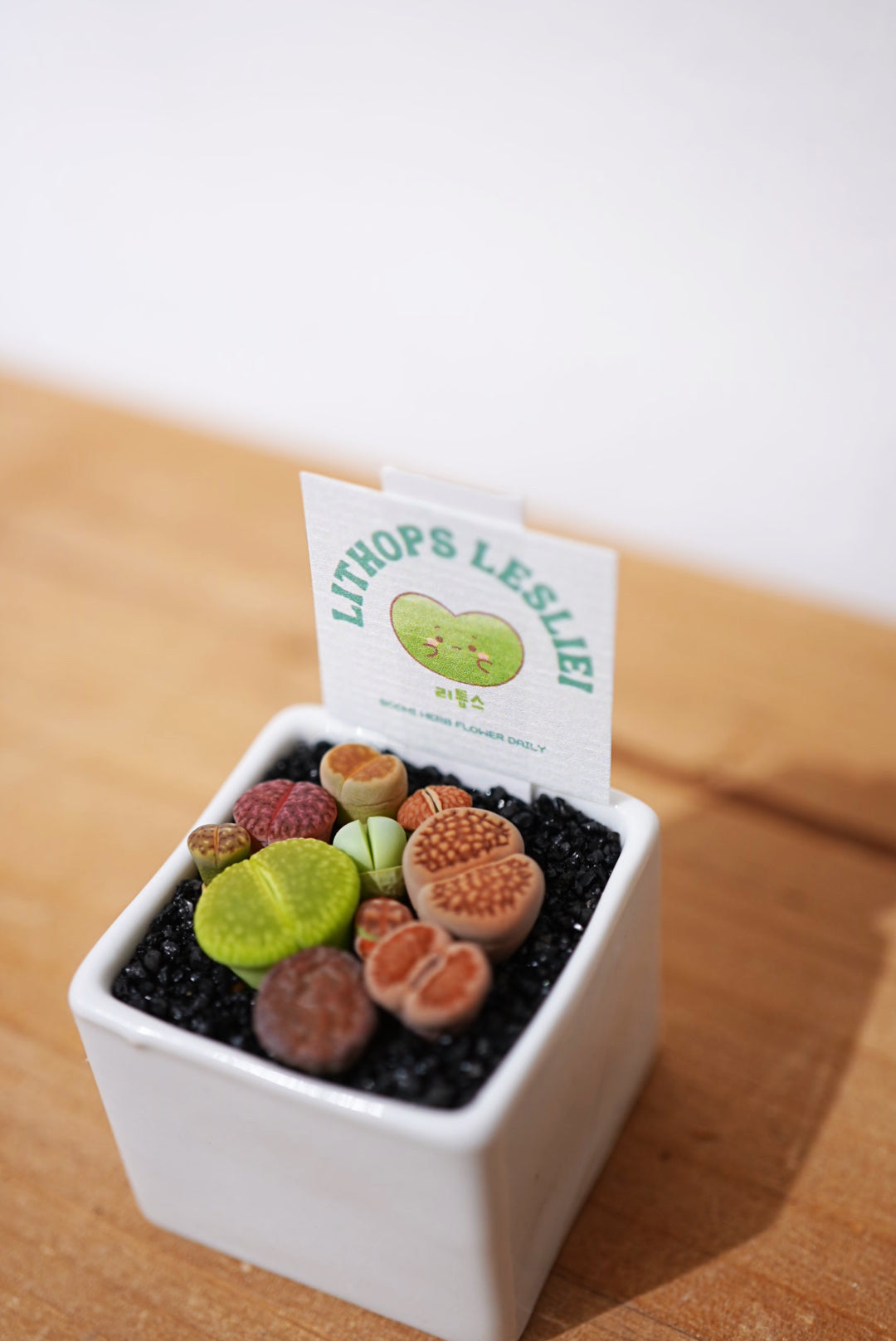 10 Color Lithops Set粒彩屁屁套裝