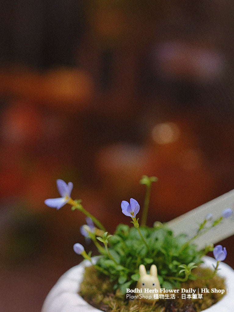 【日本品種】雛草 （預訂）