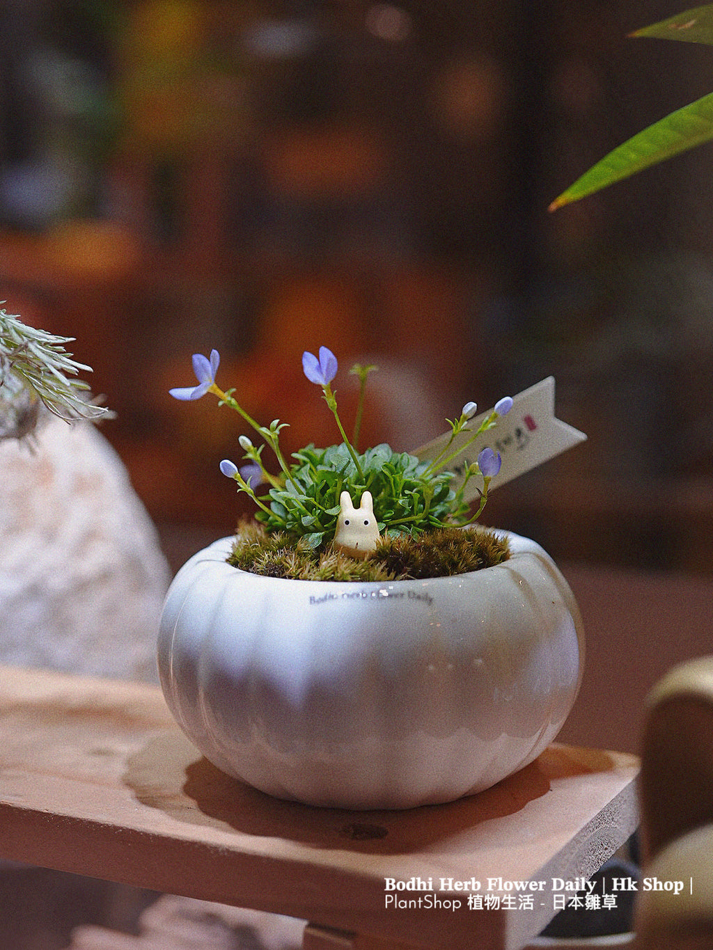 【日本品種】雛草 （預訂）