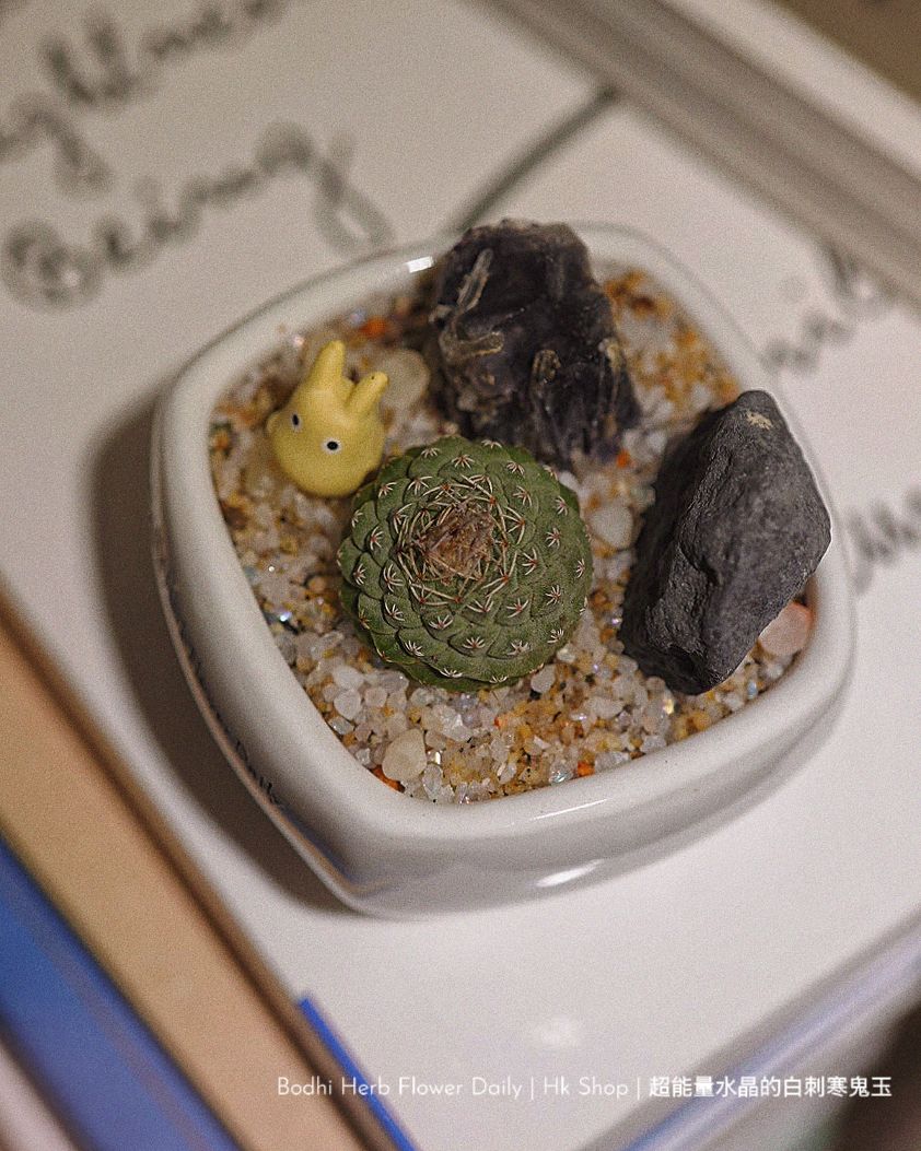 【仙人掌】超能量水晶的稀有菊花仙人球