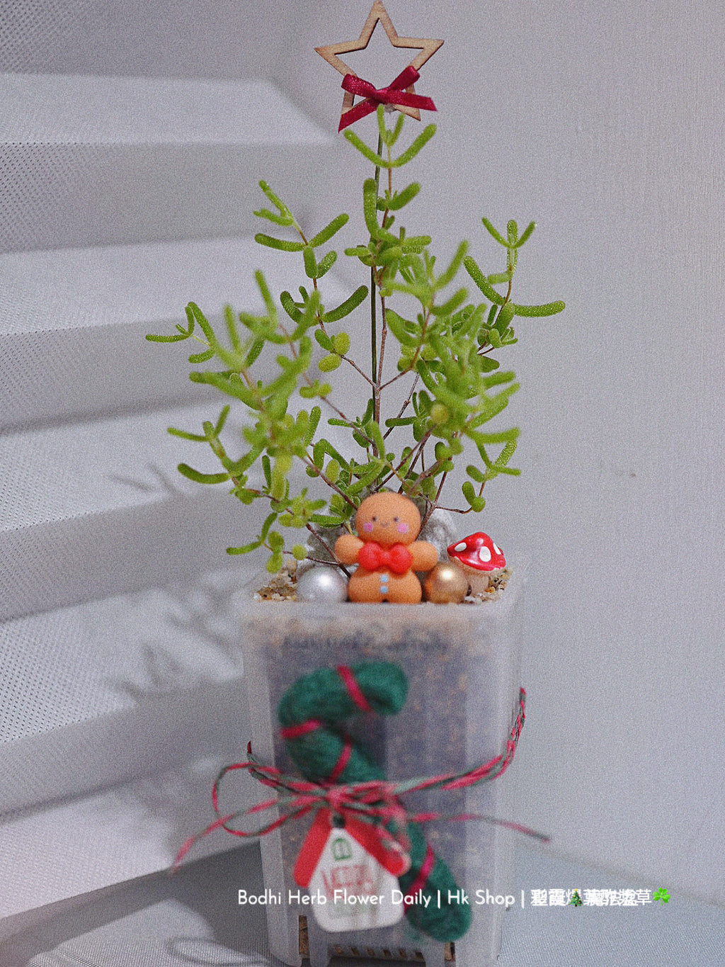 【聖誕禮物】聖誕幸福魔法小樹盆栽