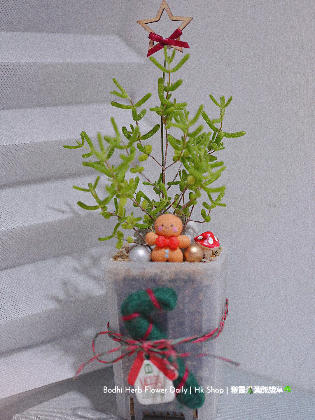 【聖誕禮物】聖誕幸福魔法小樹盆栽