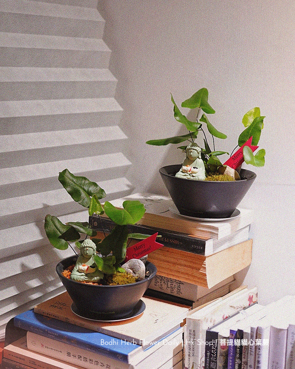 【蕨系】菩提貓貓心型蕨 ( 預訂)
