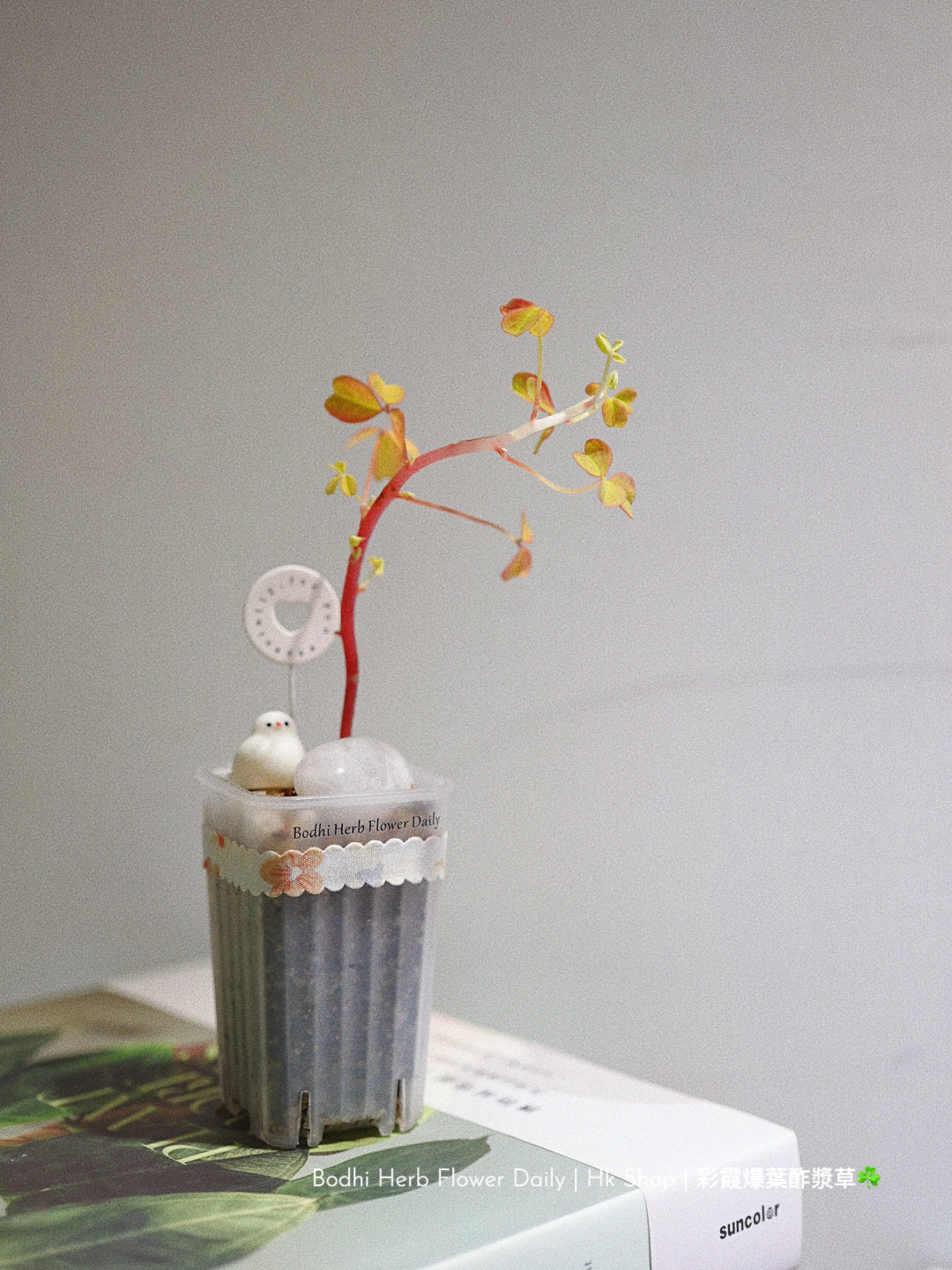 【酢醬草】彩霞爆葉酢醬草